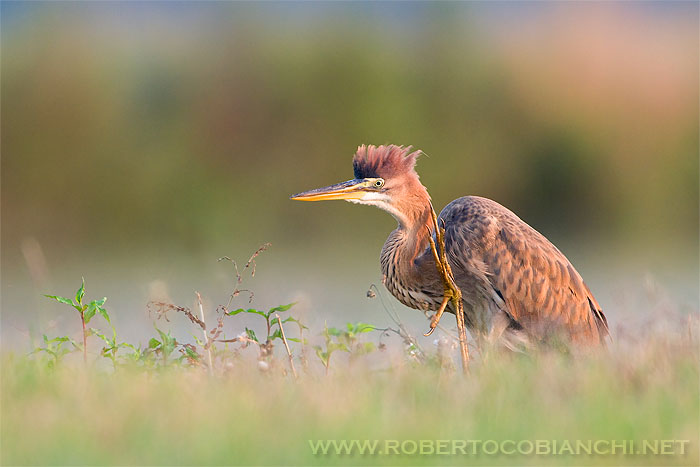 Airone rosso - Ardea purpurea